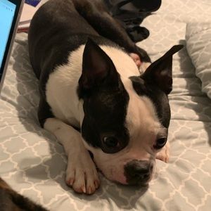 Meet your Posher, Noel